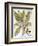 Mandrake And Buttercup-Besler Basilius-Framed Giclee Print