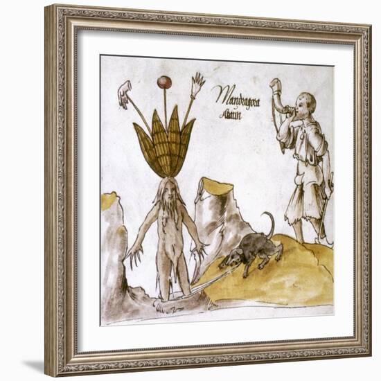 Mandrake And Herbalist-null-Framed Giclee Print