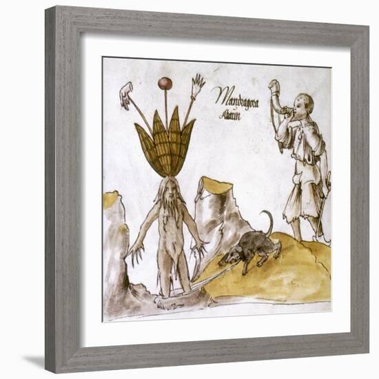 Mandrake And Herbalist-null-Framed Giclee Print