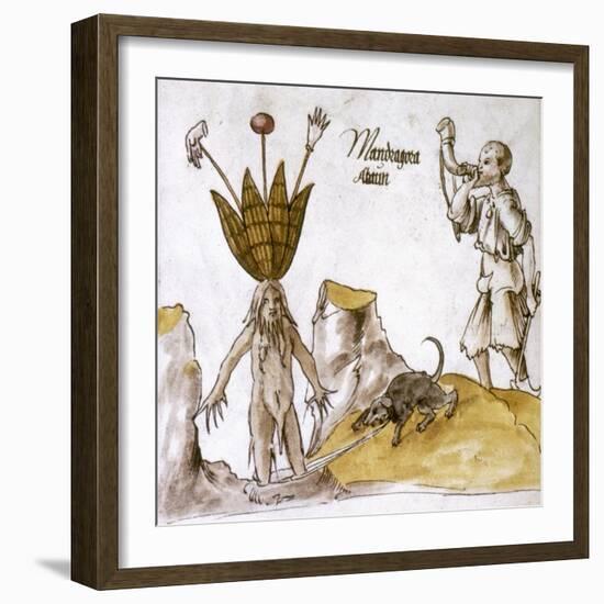 Mandrake And Herbalist-null-Framed Giclee Print