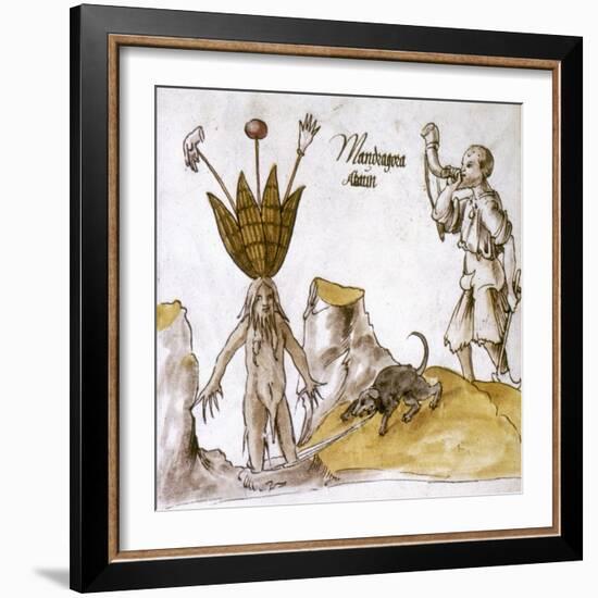 Mandrake And Herbalist-null-Framed Giclee Print