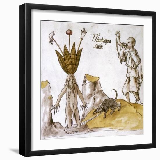 Mandrake And Herbalist-null-Framed Giclee Print