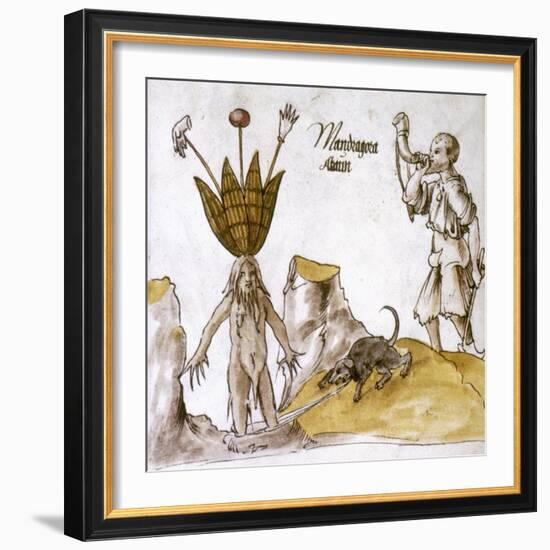 Mandrake And Herbalist-null-Framed Giclee Print