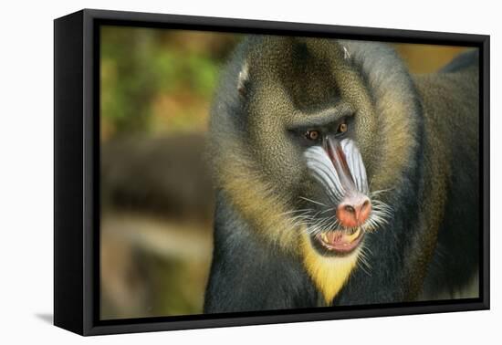 Mandrill Baboon Close-Up of Face-null-Framed Premier Image Canvas