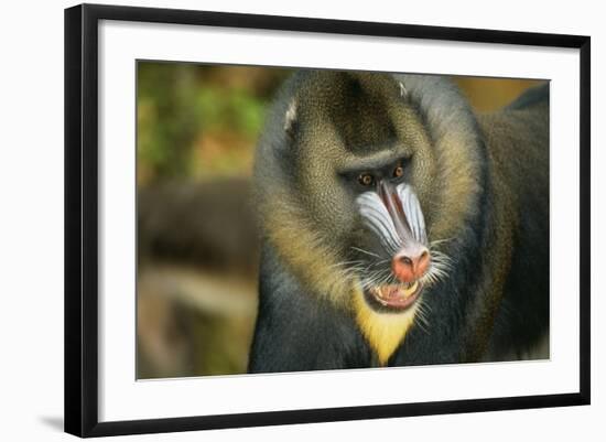 Mandrill Baboon Close-Up of Face-null-Framed Photographic Print