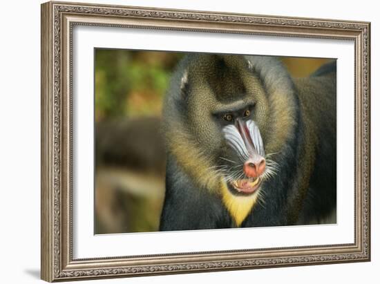 Mandrill Baboon Close-Up of Face-null-Framed Photographic Print