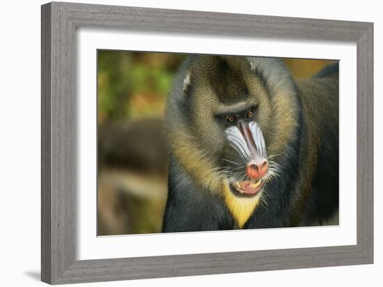 Mandrill Baboon Close-Up of Face-null-Framed Photographic Print