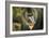 Mandrill Baboon Close-Up of Face-null-Framed Photographic Print