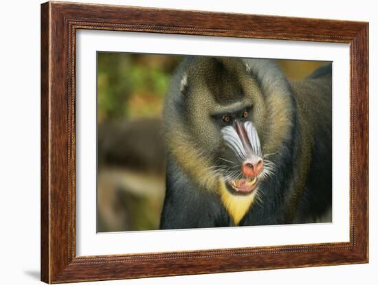 Mandrill Baboon Close-Up of Face-null-Framed Photographic Print