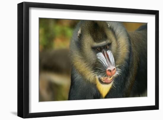 Mandrill Baboon Close-Up of Face-null-Framed Photographic Print