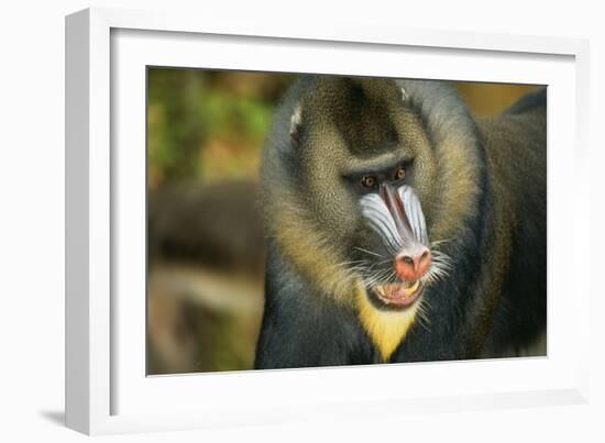 Mandrill Baboon Close-Up of Face-null-Framed Photographic Print