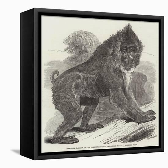 Mandrill Baboon in the Gardens of the Zoological Society, Regent's Park-Harrison William Weir-Framed Premier Image Canvas