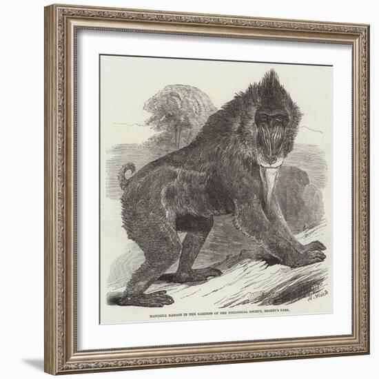 Mandrill Baboon in the Gardens of the Zoological Society, Regent's Park-Harrison William Weir-Framed Giclee Print