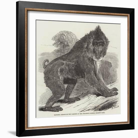 Mandrill Baboon in the Gardens of the Zoological Society, Regent's Park-Harrison William Weir-Framed Giclee Print