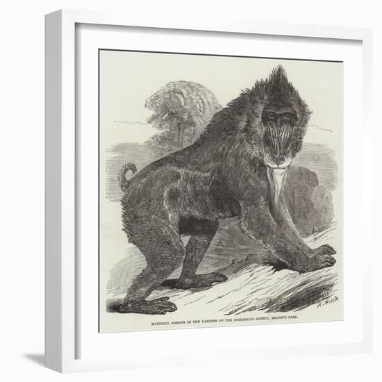 Mandrill Baboon in the Gardens of the Zoological Society, Regent's Park-Harrison William Weir-Framed Giclee Print