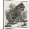 Mandrill Baboon in the Gardens of the Zoological Society, Regent's Park-Harrison William Weir-Mounted Giclee Print