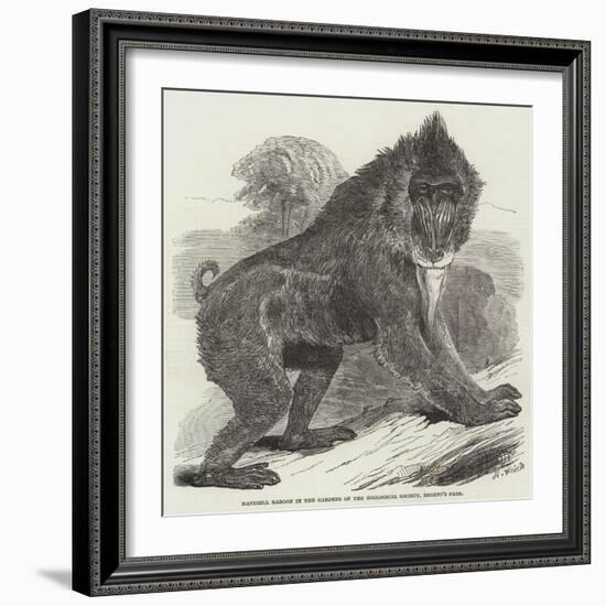 Mandrill Baboon in the Gardens of the Zoological Society, Regent's Park-Harrison William Weir-Framed Giclee Print