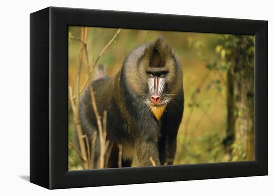Mandrill Baboon-null-Framed Premier Image Canvas