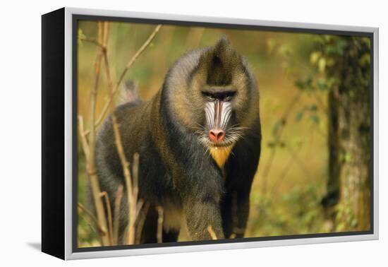 Mandrill Baboon-null-Framed Premier Image Canvas