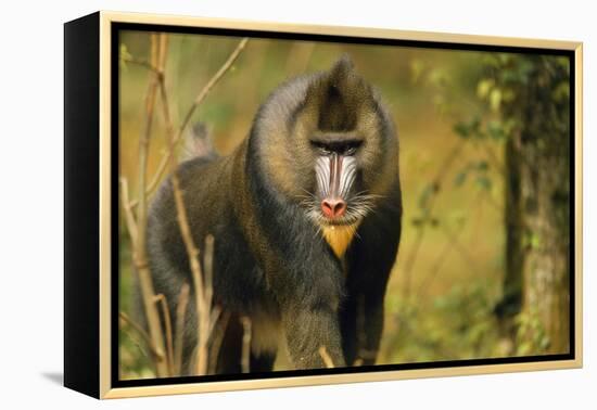 Mandrill Baboon-null-Framed Premier Image Canvas