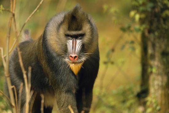 Mandrill Baboon Photographic Print Art Com Mandrill Baboon Photographic Print Art Com
