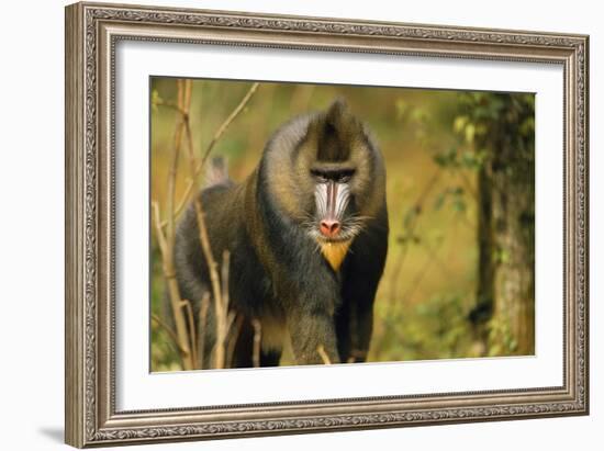 Mandrill Baboon-null-Framed Photographic Print