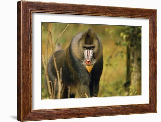 Mandrill Baboon-null-Framed Photographic Print