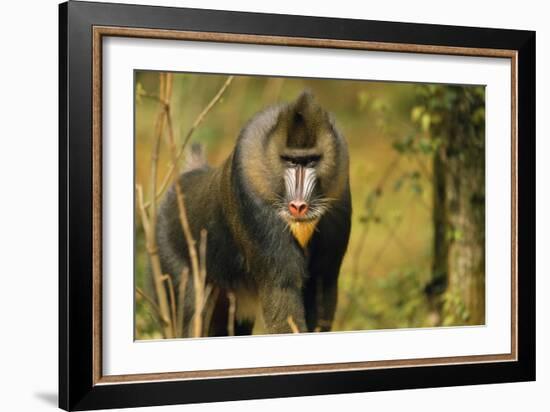 Mandrill Baboon-null-Framed Photographic Print