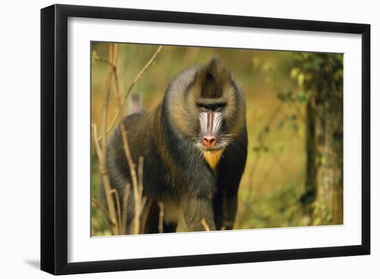 Mandrill Baboon-null-Framed Photographic Print