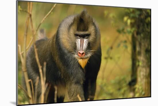 Mandrill Baboon-null-Mounted Photographic Print