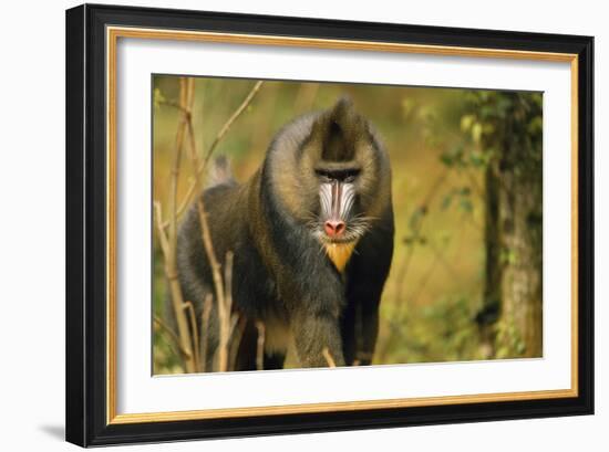 Mandrill Baboon-null-Framed Photographic Print