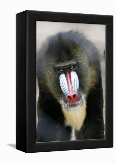 Mandrill Close-Up of Face-null-Framed Premier Image Canvas