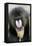 Mandrill Close-Up of Face-null-Framed Premier Image Canvas