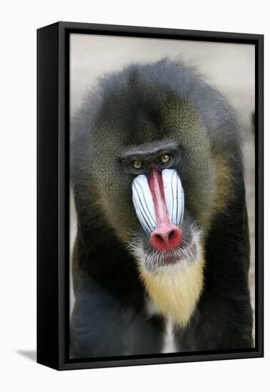 Mandrill Close-Up of Face-null-Framed Premier Image Canvas