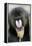 Mandrill Close-Up of Face-null-Framed Premier Image Canvas