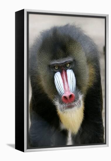 Mandrill Close-Up of Face-null-Framed Premier Image Canvas