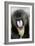 Mandrill Close-Up of Face-null-Framed Photographic Print