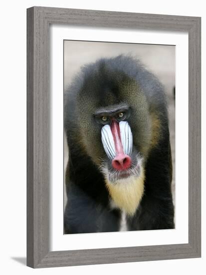 Mandrill Close-Up of Face-null-Framed Photographic Print