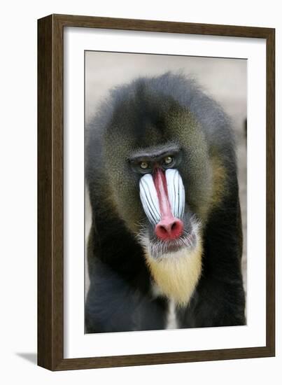 Mandrill Close-Up of Face-null-Framed Photographic Print