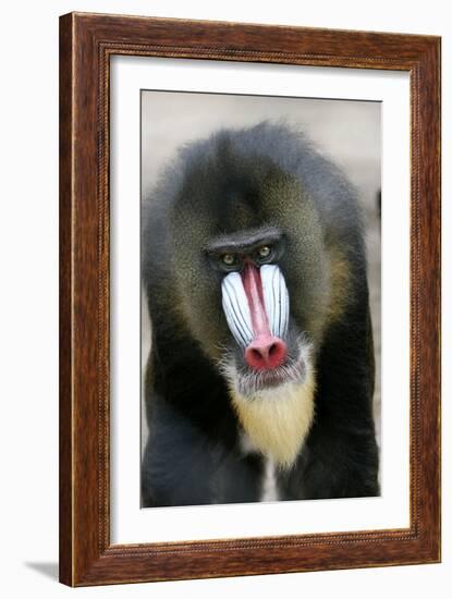 Mandrill Close-Up of Face-null-Framed Photographic Print