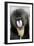 Mandrill Close-Up of Face-null-Framed Photographic Print