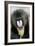 Mandrill Close-Up of Face-null-Framed Photographic Print
