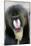 Mandrill Close-Up of Face-null-Mounted Photographic Print