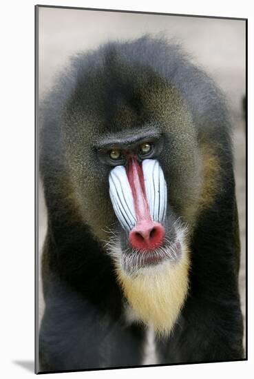 Mandrill Close-Up of Face-null-Mounted Photographic Print