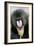 Mandrill Close-Up of Face-null-Framed Photographic Print