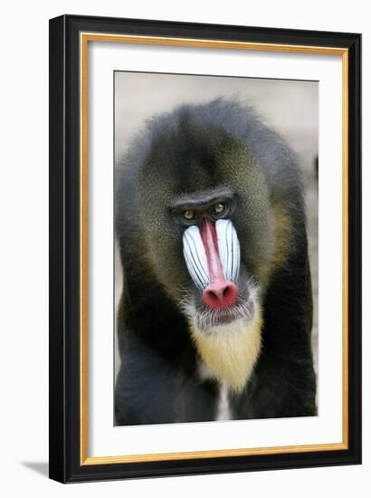 Mandrill Close-Up of Face-null-Framed Photographic Print