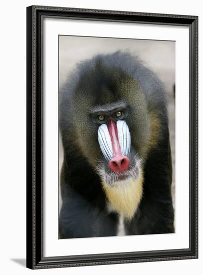 Mandrill Close-Up of Face-null-Framed Photographic Print