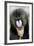 Mandrill Close-Up of Face-null-Framed Photographic Print