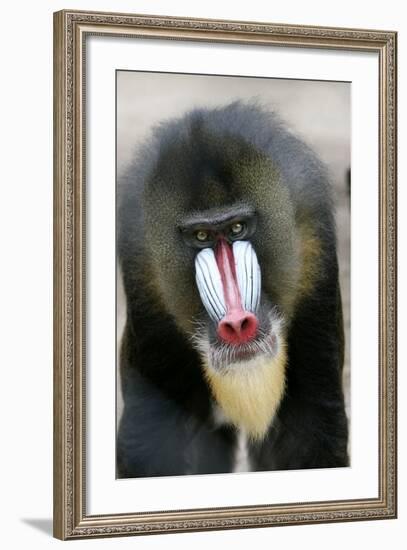 Mandrill Close-Up of Face-null-Framed Photographic Print