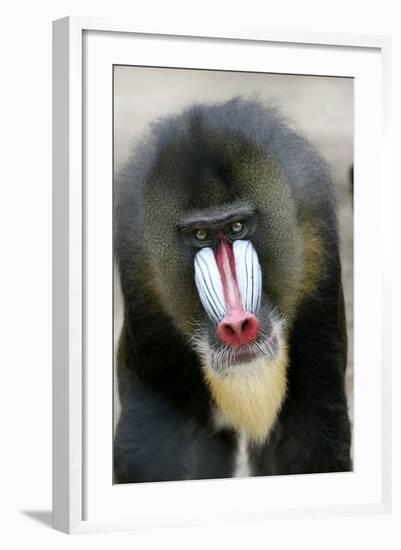 Mandrill Close-Up of Face-null-Framed Photographic Print